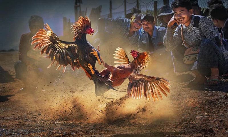 ข้อมูลเบื้องต้นเกี่ยวกับการชนไก่ที่ IB888