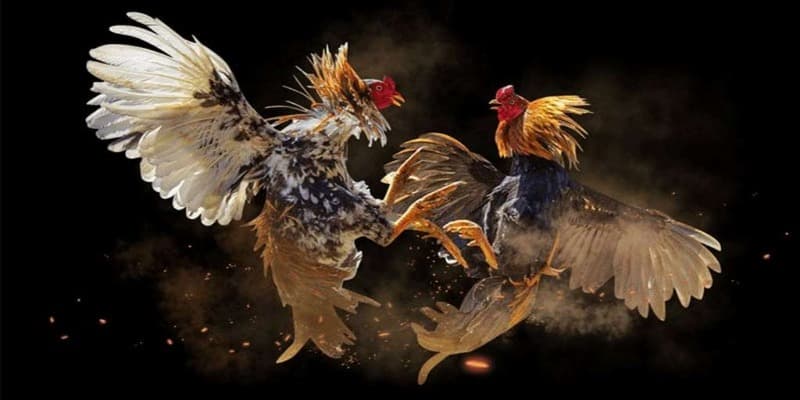 เพราะเหตุใดการชนไก่ IB888 จึงเป็นที่นิยม?