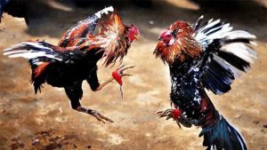 ข้อแนะนำเพื่อช่วยในการเดิมพันไก่ชน IB888 ได้อย่างมีประสิทธิภาพ