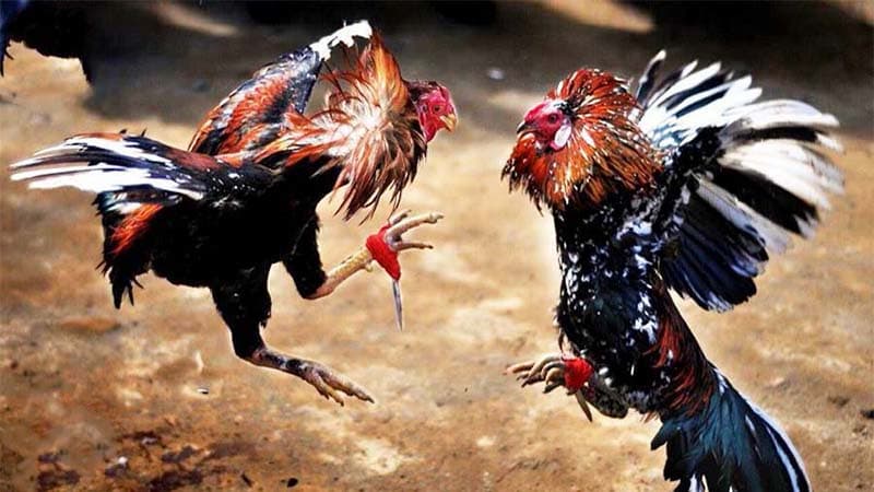 ข้อแนะนำเพื่อช่วยในการเดิมพันไก่ชน IB888 ได้อย่างมีประสิทธิภาพ
